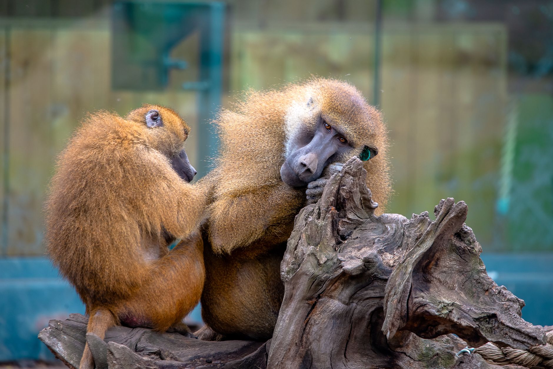 Intimate scene of two guinea baboons expressing affection on a sunny day.