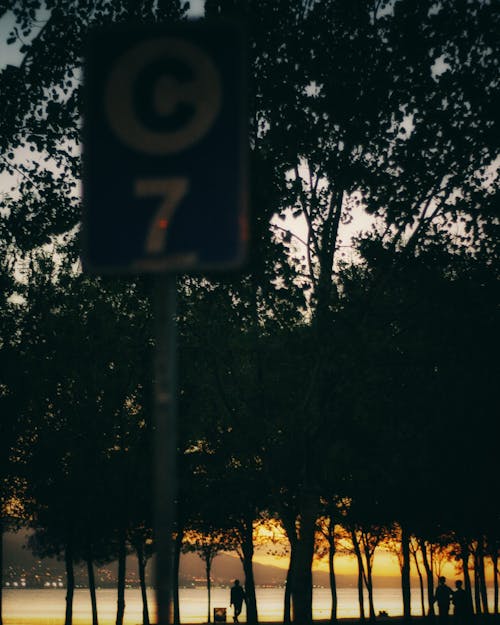 Foto profissional grátis de árvores, cenário, fechar-se