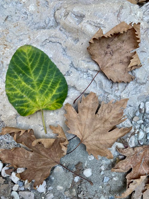 Free stock photo of autumn aesthetic, autumn leaf, green
