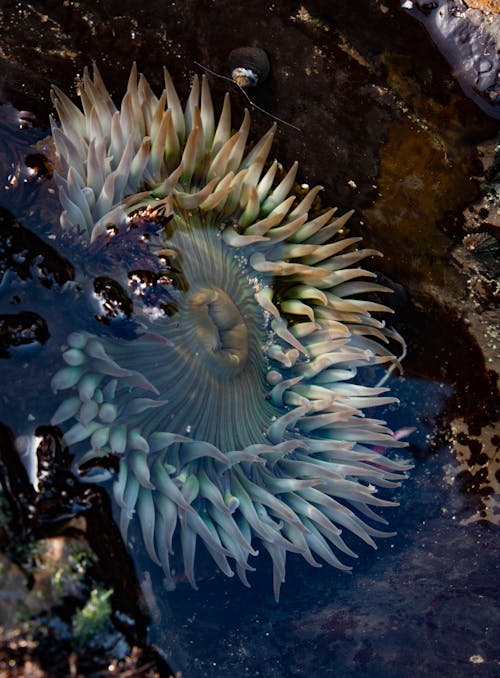 cezir, doğada güzellik, pasifik okyanusu içeren Ücretsiz stok fotoğraf