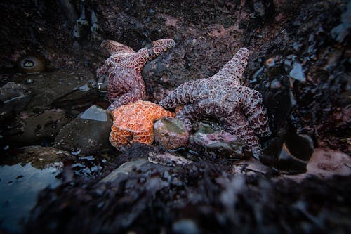 cezir, güzel hayvan, pasifik okyanusu içeren Ücretsiz stok fotoğraf