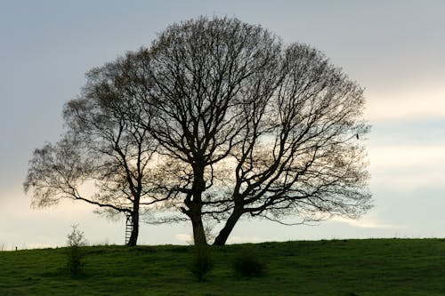 Foto profissional grátis de árvores, campina, campo