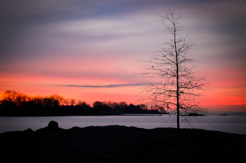 Бесплатное стоковое фото с восход, голое дерево, закат