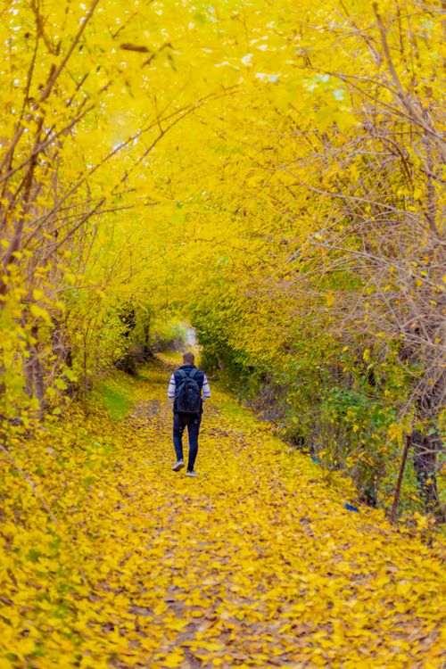 Free A person enjoys a walk through a vibrant autumn path in Adıyaman, Turkey. Stock Photo