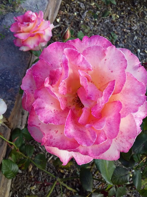 Free stock photo of beautiful flower, rose bloom