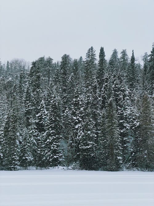 Fotos de stock gratuitas de bosque, congelando, cubierto de nieve