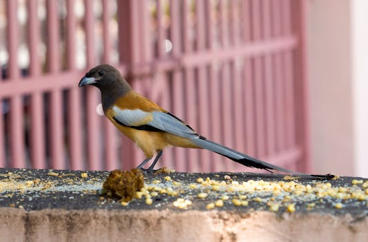 Rufous treepie perched on a wall in Udaipur, India, with scattered grains.