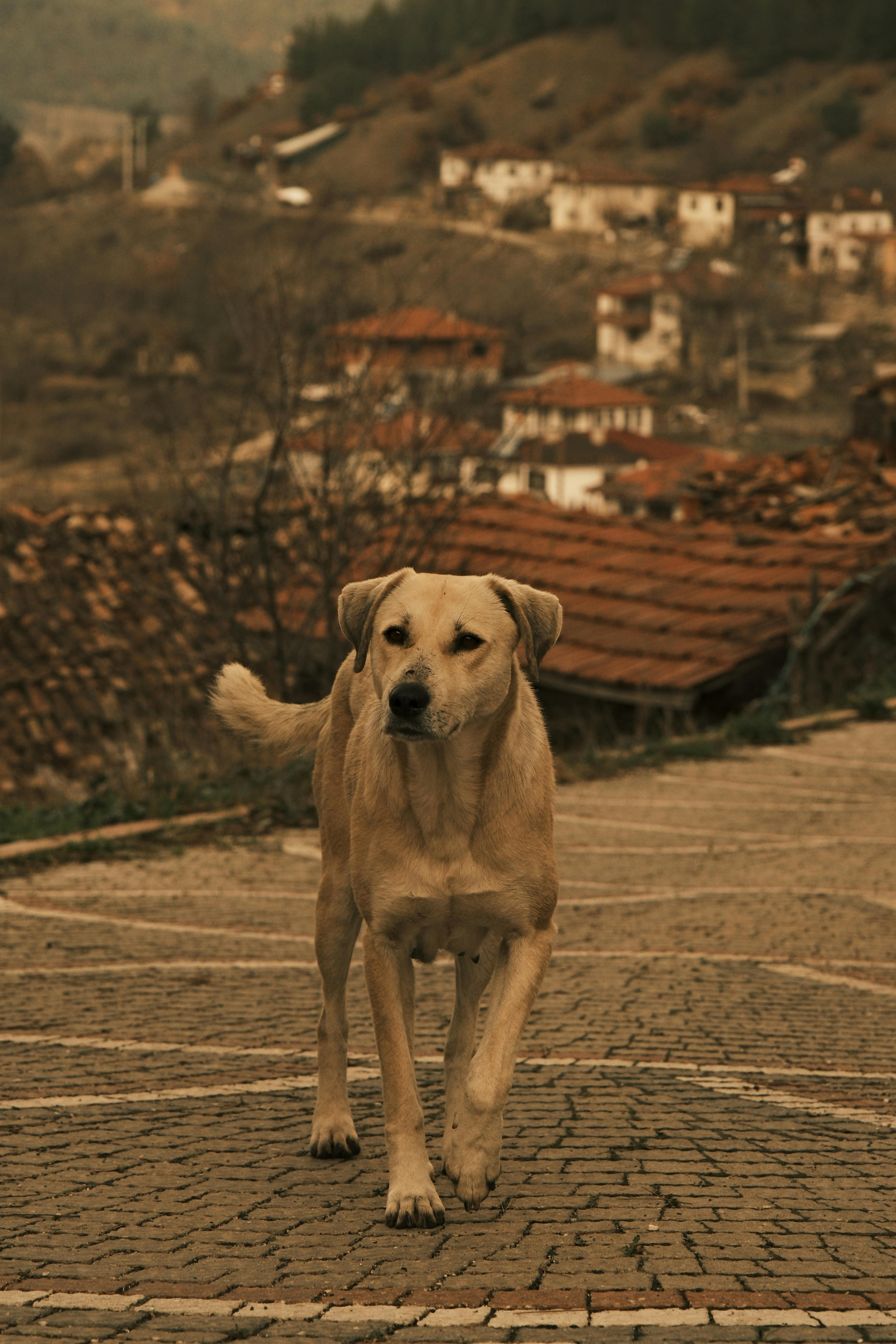Dog on Pavement · Free Stock Photo
