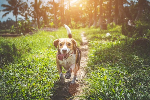Free Adult Beagle Walking on Grass Field Stock Photo