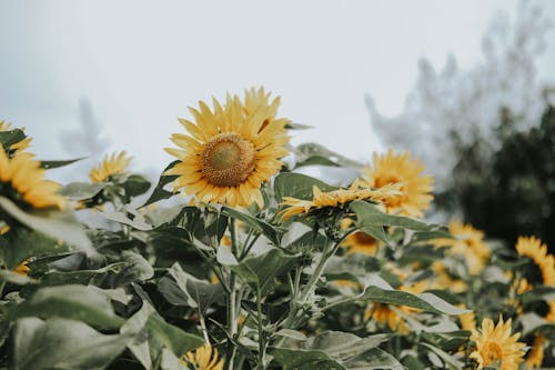 Close-Up Photo of Sunflowers