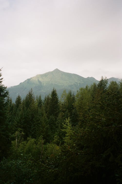 Mountains and Forest Landscape