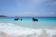 A serene beach scene with horses wading in the turquoise ocean alongside people.