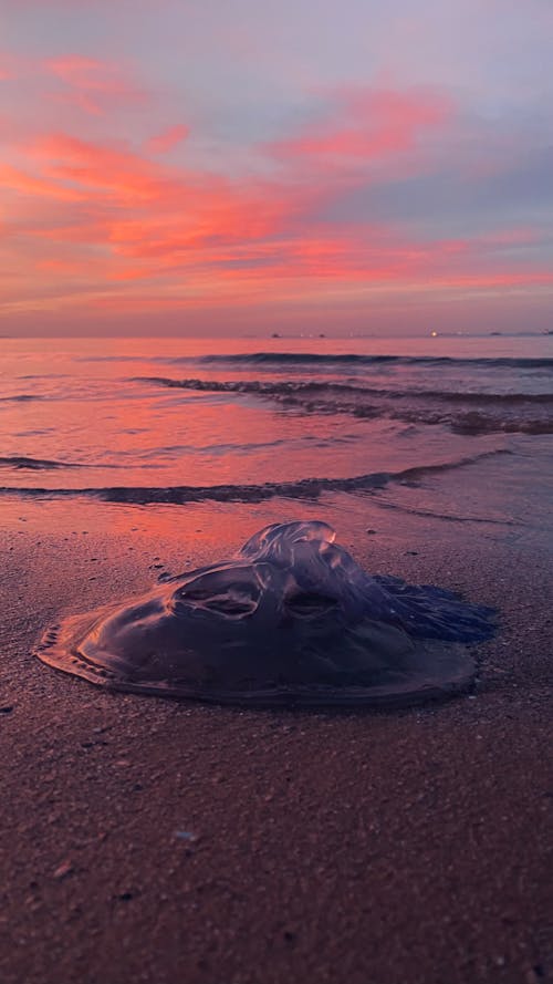 Jellyfish on a Beach at Sunset