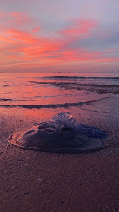 Free Tranquil sunset view at the beach with a jellyfish resting on the sand, under dramatic skies. Stock Photo
