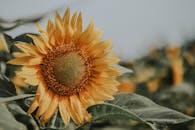 一朵美丽的向日葵在自然模糊的背景中盛开，黄色的花瓣充满活力