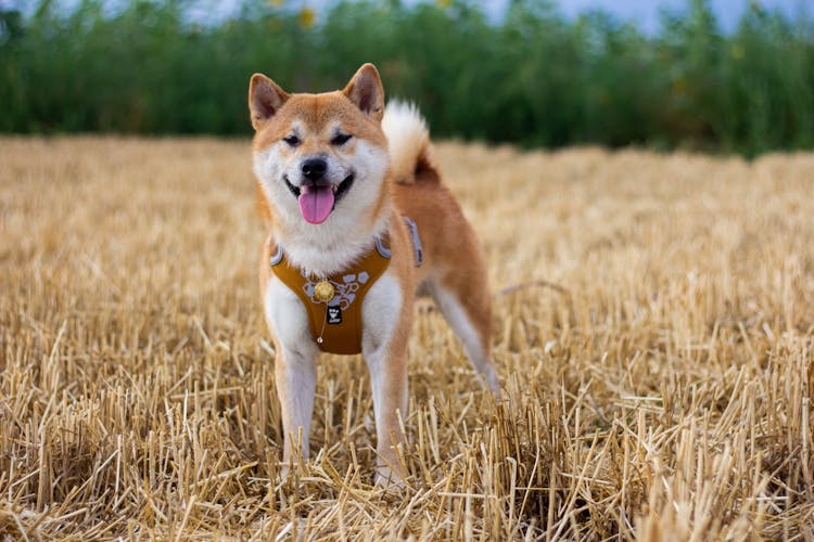 A Shiba Inu On A Field 