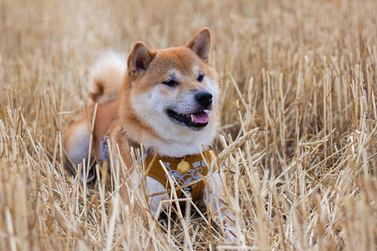 Close-Up Shot Of A Shiba Inu 