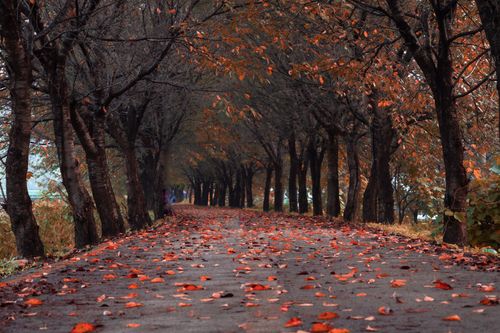 Free Peaceful autumn walkway with fallen leaves and towering tree trunks lining the path. Stock Photo