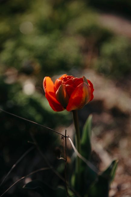 Stunning close-up of a single red tulip blooming in a garden in Baku, Azerbaijan.