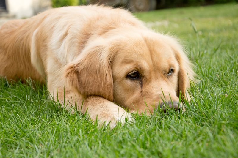 cruciate ligament surgery cost and which pet insurance covers it - understanding cranial cruciate ligament rupture in dogs