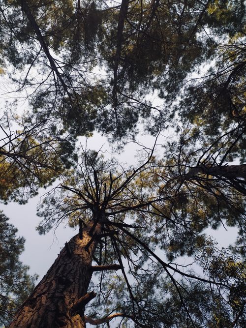Free Looking up through the towering pine trees in Marmaris, Turkey. Stock Photo
