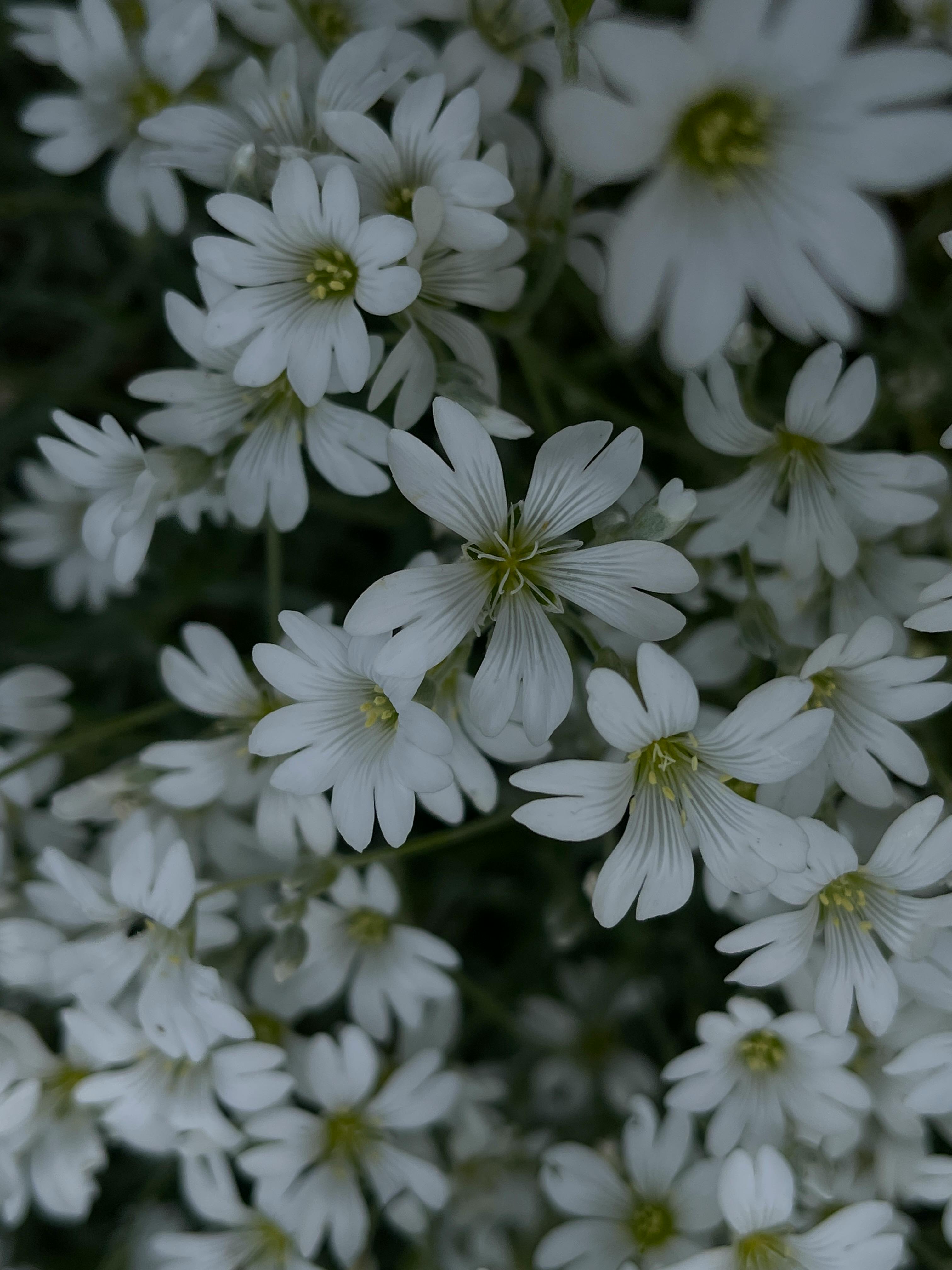 Flowering Climbing Plant · Free Stock Photo