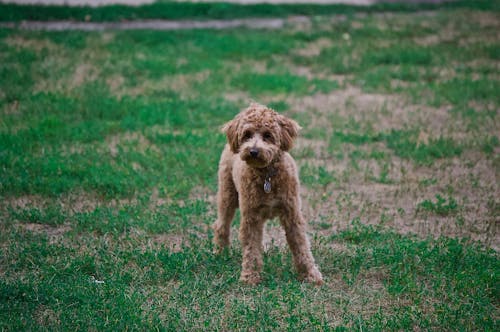 ảnh Poodle Trên Sân Cỏ