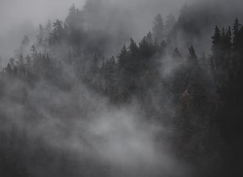 Kostnadsfri bild av dimmig dag, efter regn, höstskog