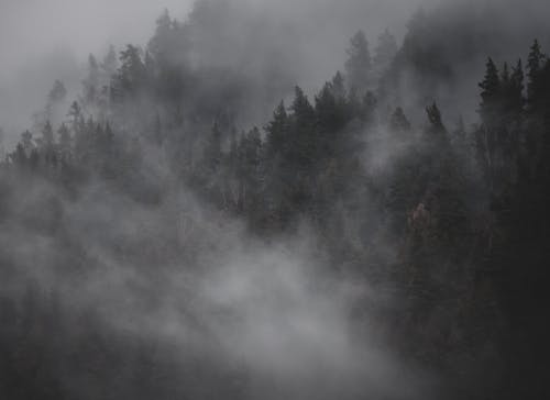 Kostenloses Stock Foto zu herbstwald, nach dem regen, nebliger tag