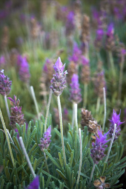Free Vibrant lavender flowers in Cunha, Brazil showcasing serene natural beauty. Stock Photo
