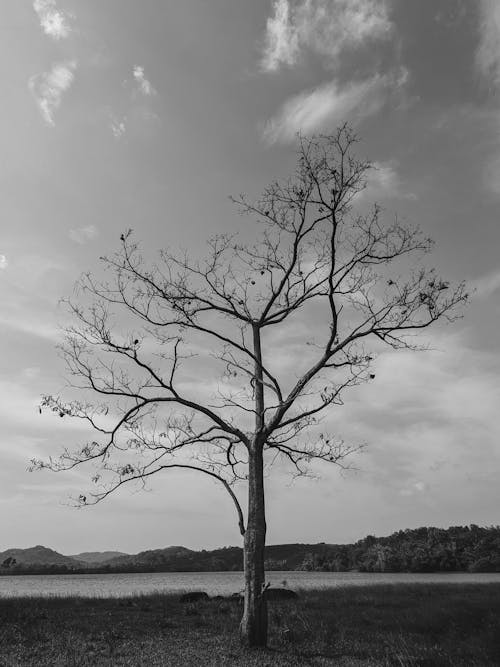 Singular Tree by a River in Monochrome