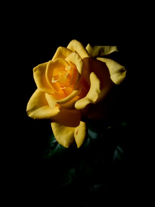 Free Close-up of a vibrant yellow rose on a black background, showcasing natural beauty. Stock Photo