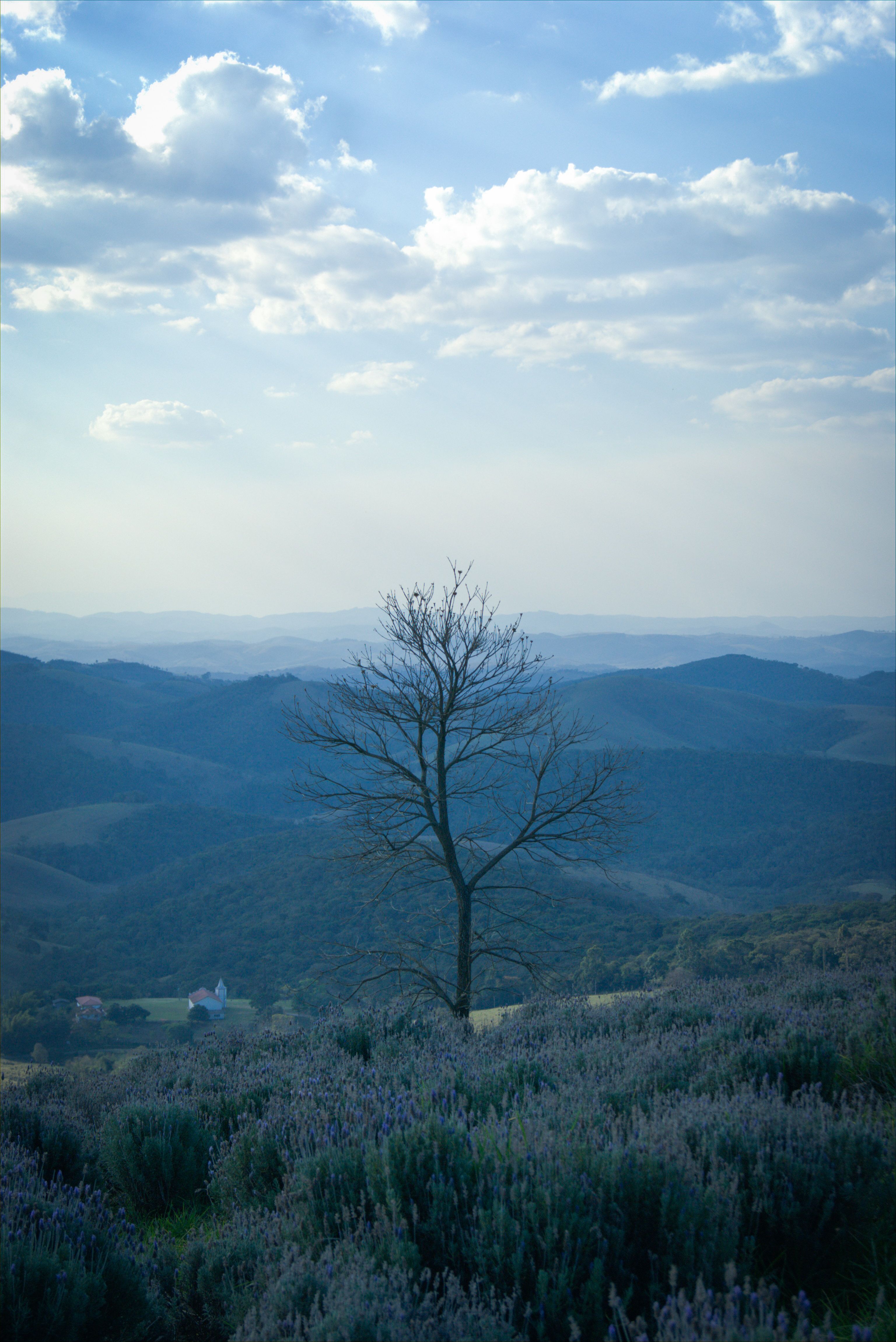 A tranquil view of a lone tree amidst rolling hills and lush vegetation in Cunha, Brazil.