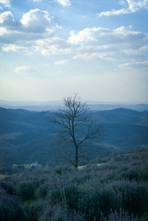 Free A tranquil view of a lone tree amidst rolling hills and lush vegetation in Cunha, Brazil. Stock Photo