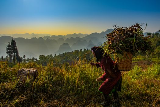 Elderly woman carrying crops in a basket at sunrise in Hà Giang, Vietnam's scenic landscape.