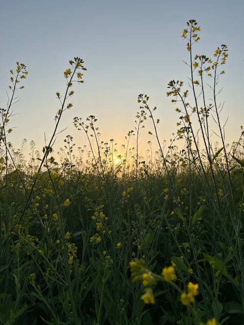 Photos gratuites de champ, coucher de soleil, destinations de voyage