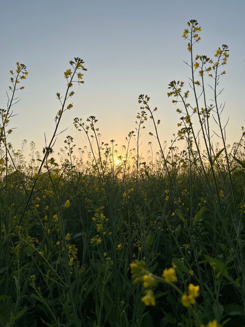 Free A serene sunset over a meadow of yellow wildflowers, capturing the essence of spring's natural beauty. Stock Photo