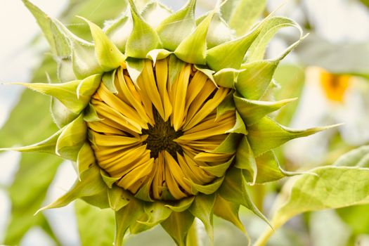 Close-up of a Sunflower 