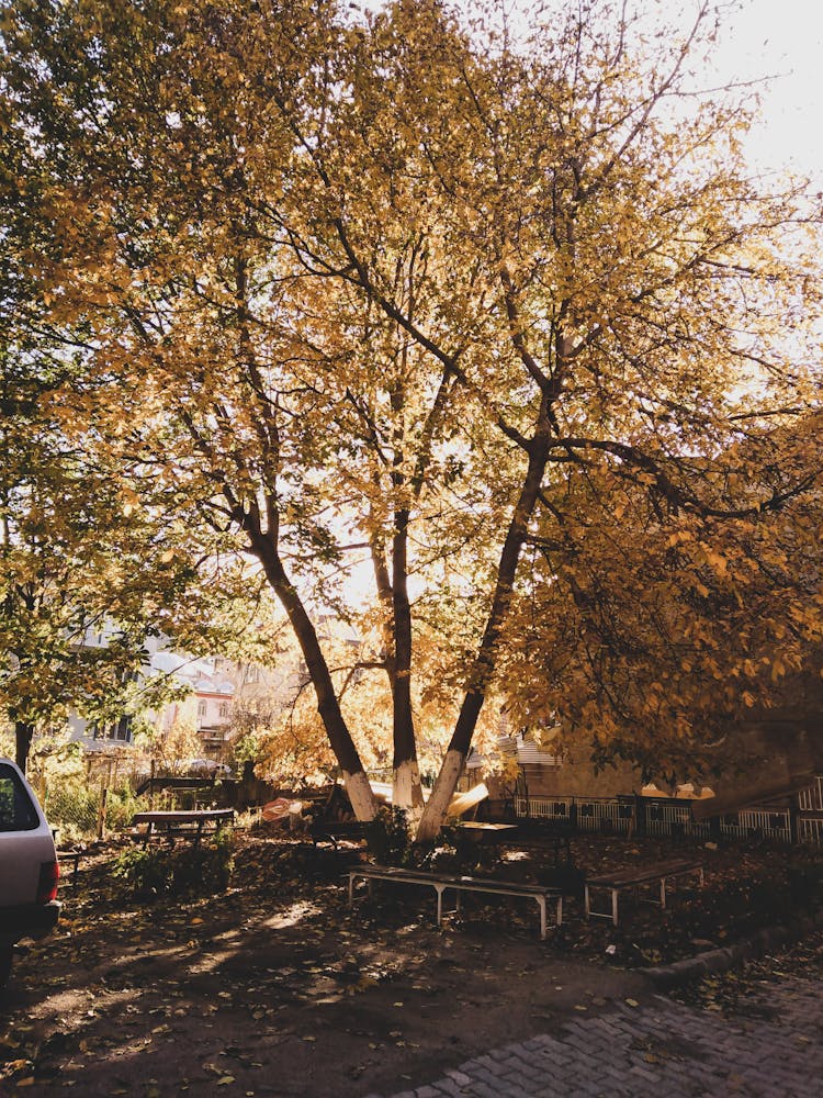 Autumn Tree In The Backyard