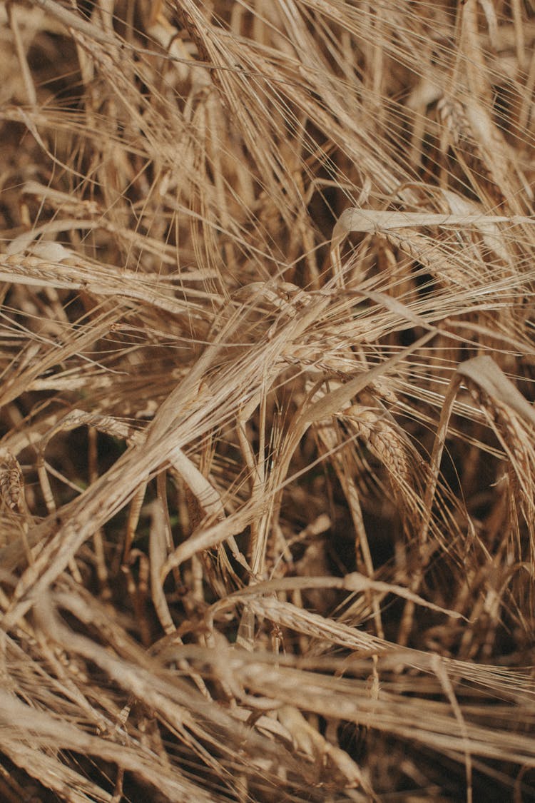 Close-up Of Rye 