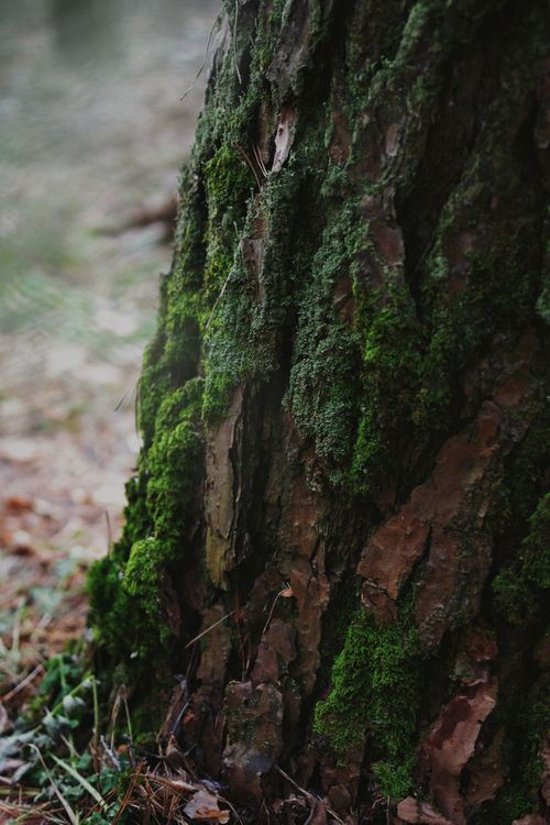 Free Detailed close-up of moss-covered tree bark in a natural forest setting. Stock Photo