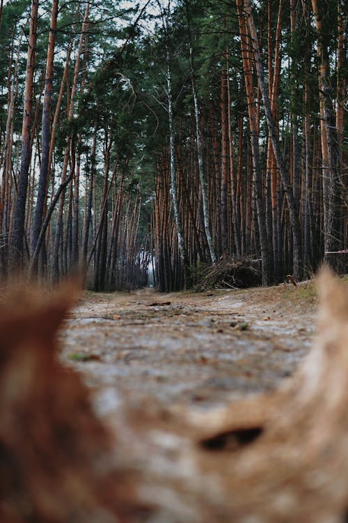 Darmowe zdjęcie z galerii z 4k, fotografia przyrodnicza, las