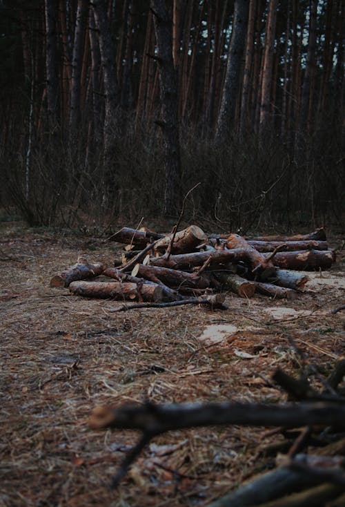 Бесплатное стоковое фото с вертикальный выстрел, коричневое поле, окружающая среда