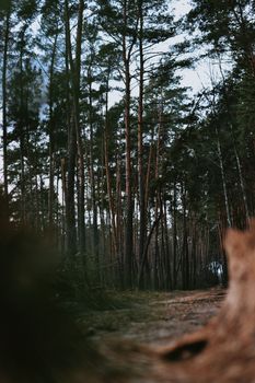 Discover the tranquility of a quiet forest with towering pine trees along a peaceful path.