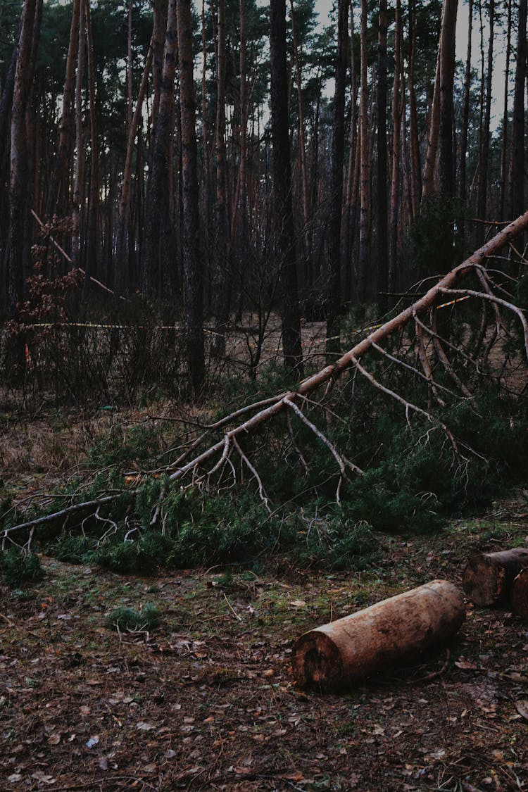 A Fallen Tree In A Forest