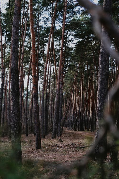 Free A tranquil forest scene with tall pine trees creating a natural path. Stock Photo