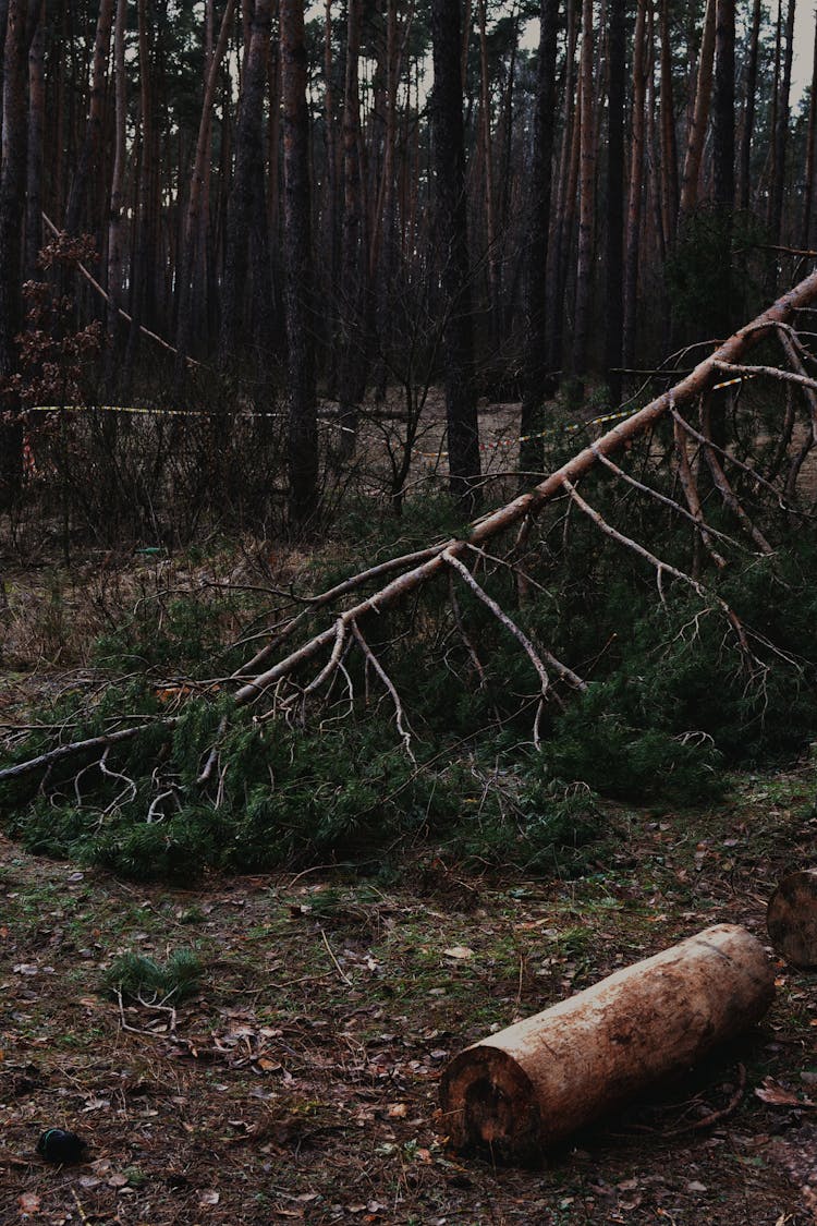 
A Fallen Tree In A Forest