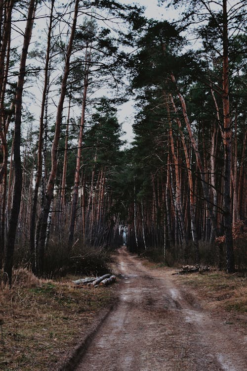 Immagine gratuita di alberi, alberi alti, ambiente