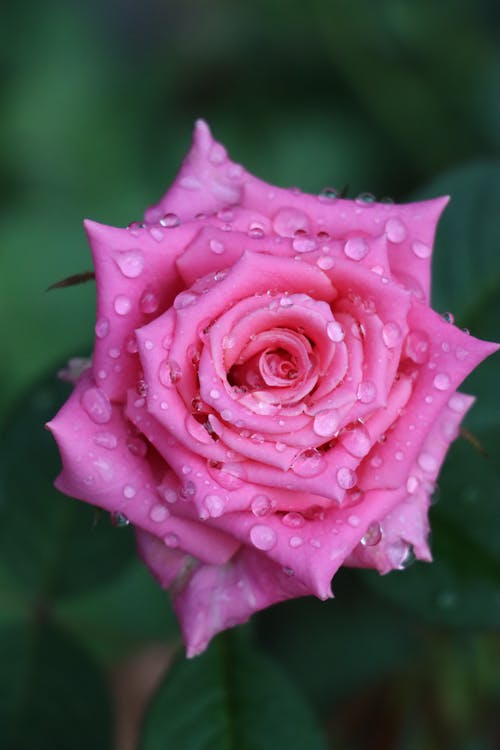 Free Macro of Pink Rose Petals with Dew Stock Photo