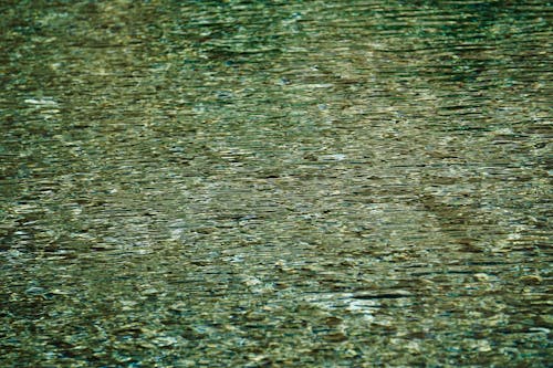 Close-up of Green Water Surface
